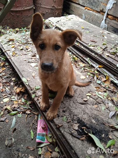 Щенки помесь немецкой овчарки