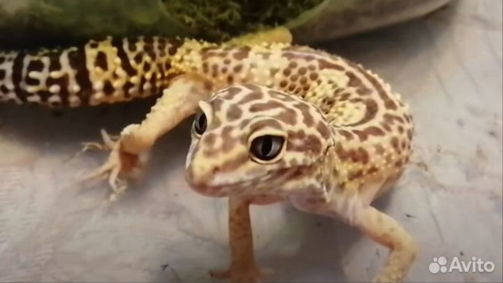 Передержка домашних животных/экзотических животных