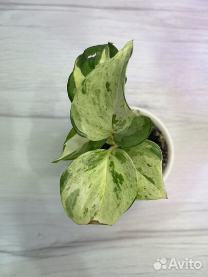 Комнатные растения цветы