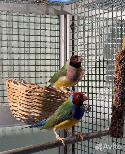 Амадины гульда