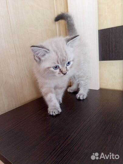 Котенок мальчик