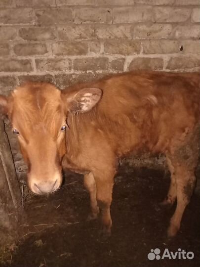 Теялта 4 месячная и 5 месячная кушают все сами