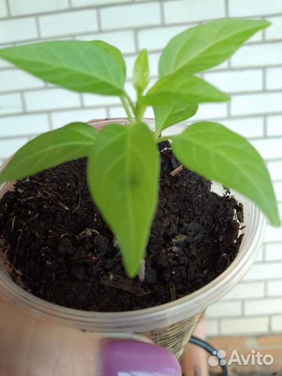 Комнатный горький перчик