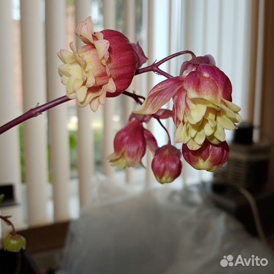 Каланхоэ Мангина Wendy Sunny Balloon