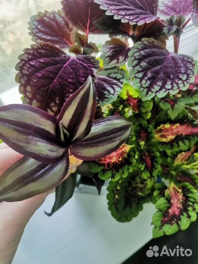 Набор растений