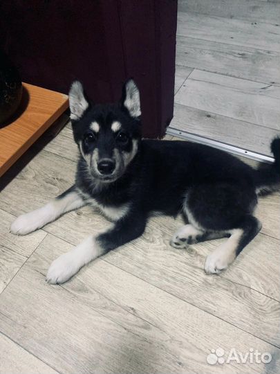 Сибирский хаски