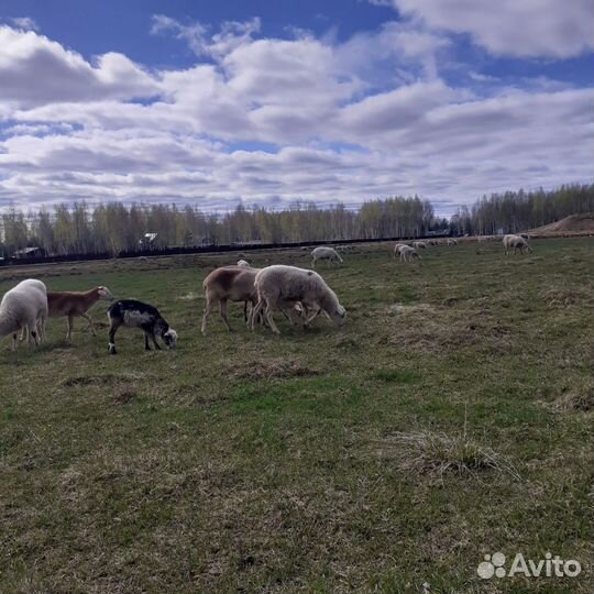 Овцы бараны матки ягнята