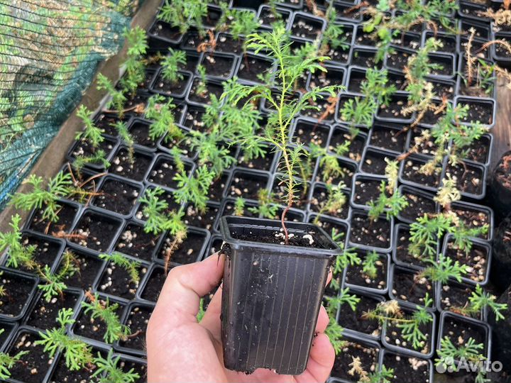 Туя колумна