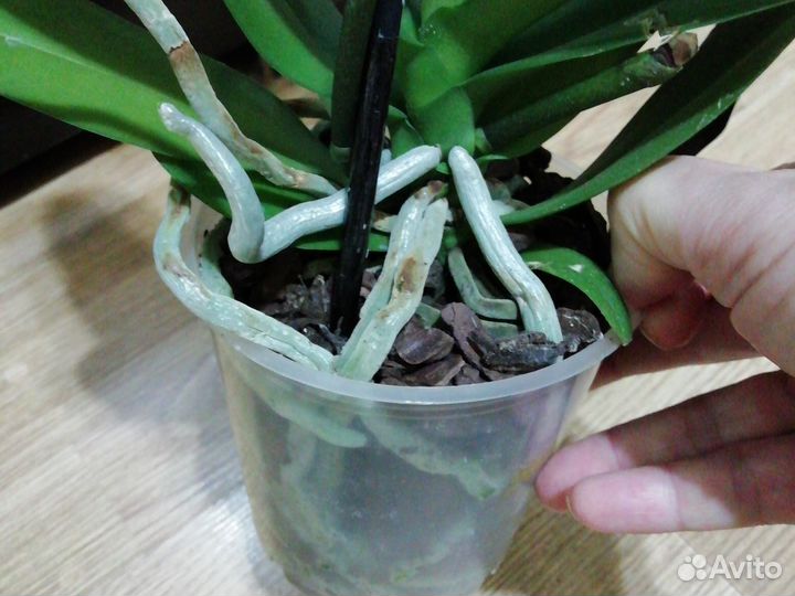 Орхидея тропик пикоти