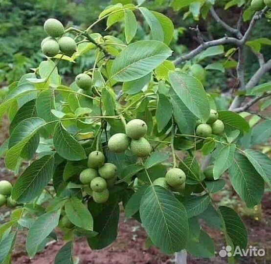 Грецкий орех Идеал