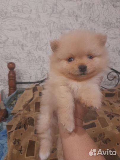 Щенки шпица