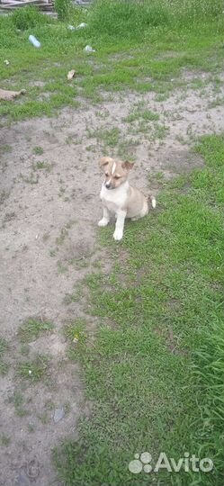 Собака в добрые руки щенок