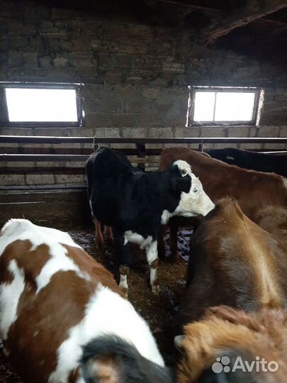 Продам 3-х бычков