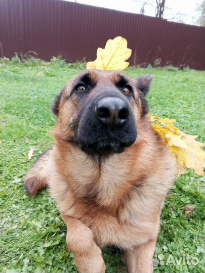 Немецкая Овчарка девочка