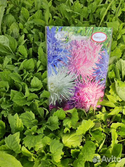 Однолетние цветы астры бархатцы и другие