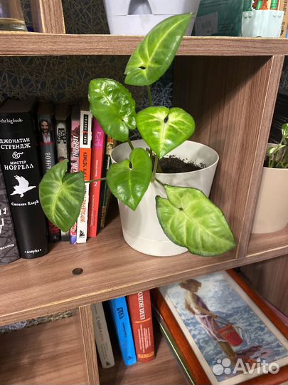 Комнатные растения цветы