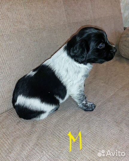 Щенки русского спаниеля