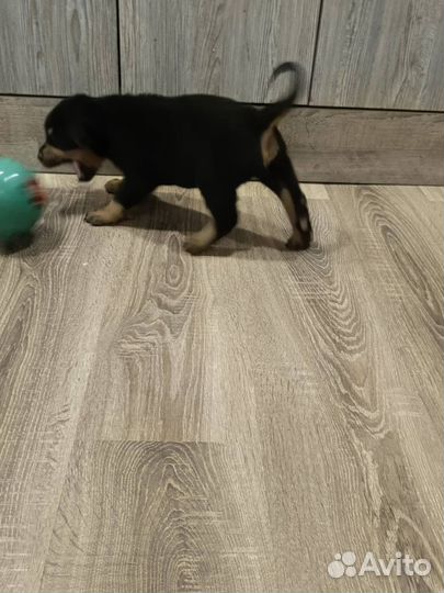 Продам щенка