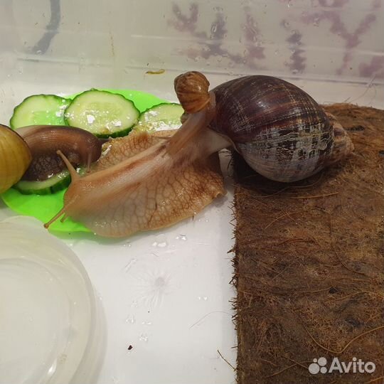 Улитки ахатины