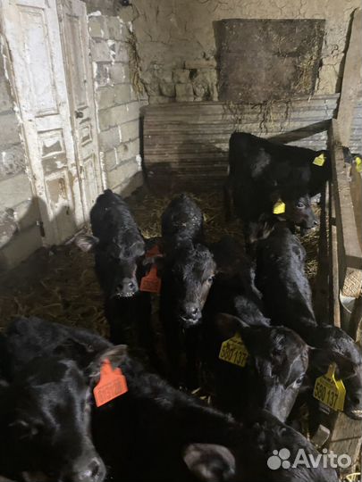 Телята бычки