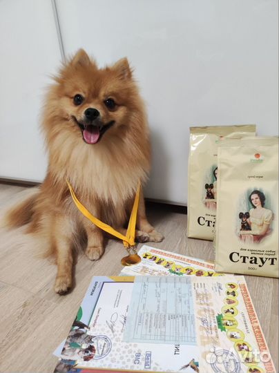 Шпиц кобель вязка