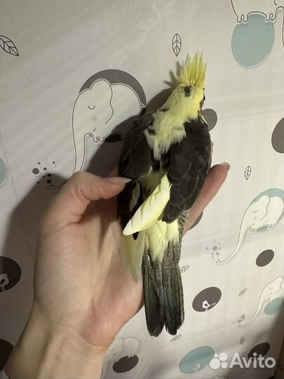 Попугай корелла