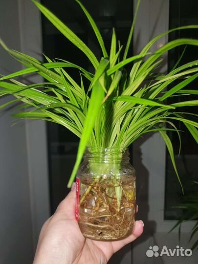 Пальма панданус