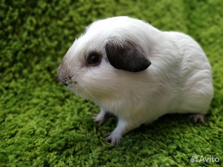 Морские свинки сиамские и панды