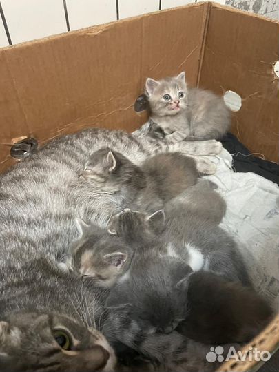 Котята отдам даром