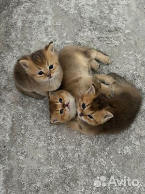 Шотландские золотые шиншиллы котята