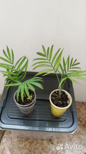 Хамедорея пальма