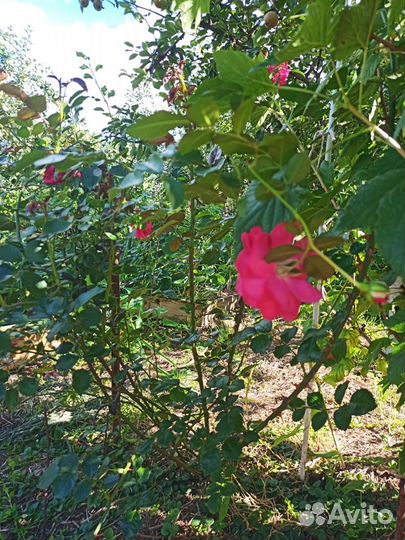 Роза плетистая куст