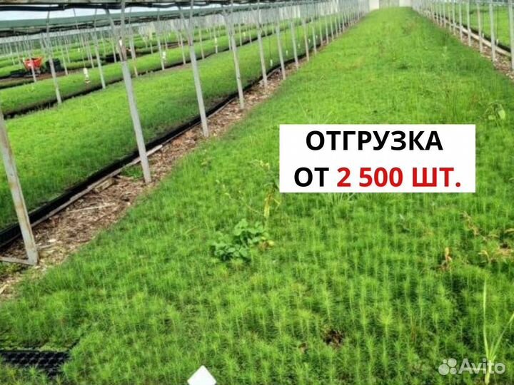 Сеянцы ели зкс от производителя