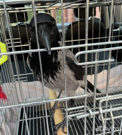 Серая ворона