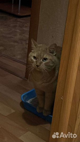 Отдам кота в добрые руки