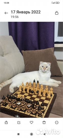 Возьму кота/кошку на передержку