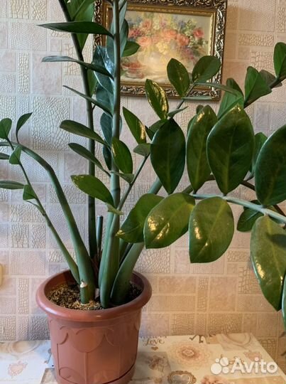 Замиокулькас