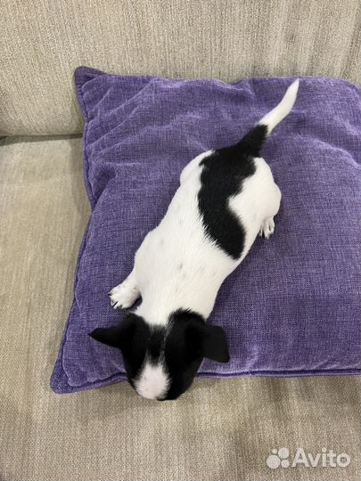 Чихуахуа мини