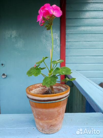Продаю,Герань розовая 20 штук
