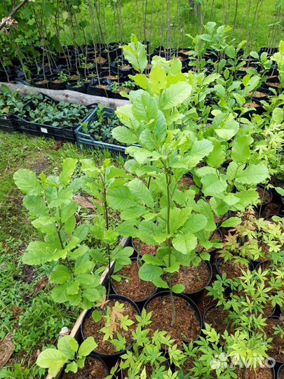 Орехи / Саженцы древесных растений