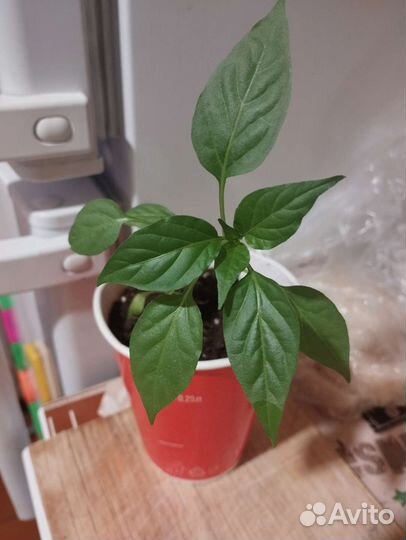 Острый перец 