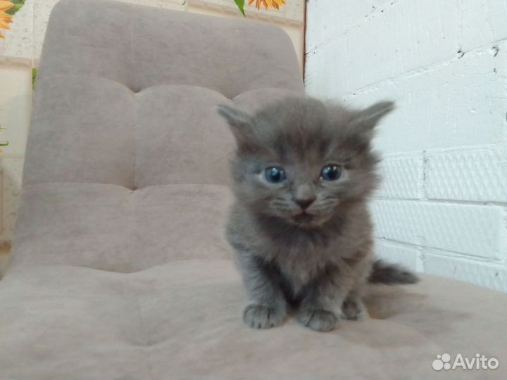 Котята отдам в добрые руки бесплатно