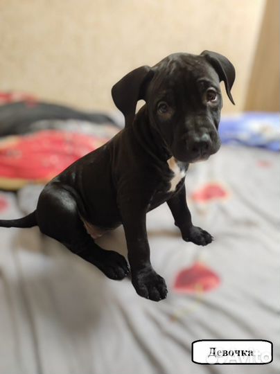 Щенки питбуля