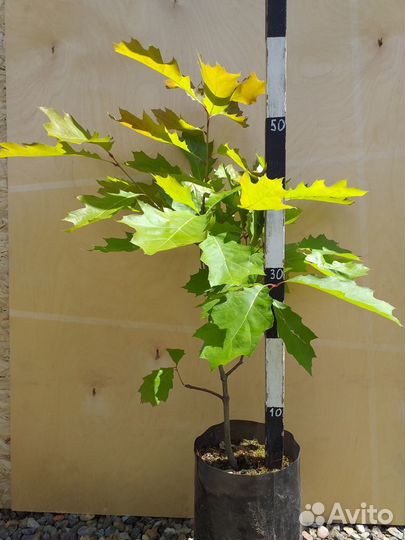 Дуб красный