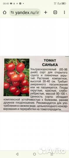 Рассада помидор