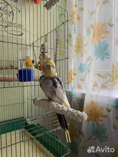 Корелла с клеткой