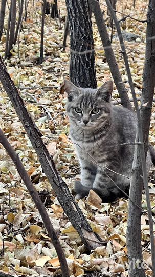 Славные котята в добрые руки