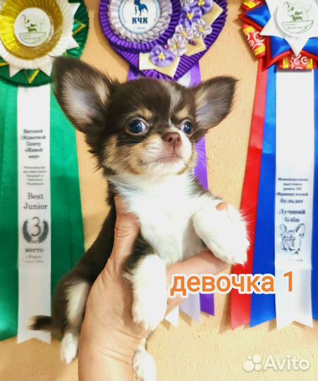 Щенки Чихуахуа