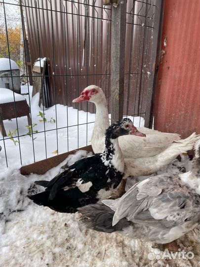 Индоутки девочки