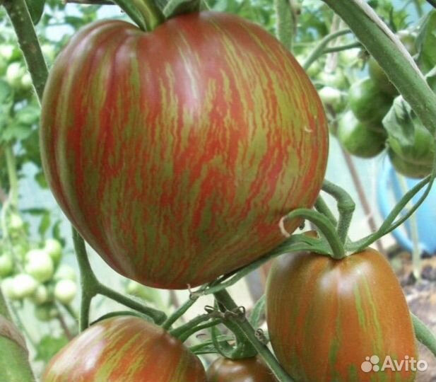 Рассада Томат Беркли Тай Дай Хаат